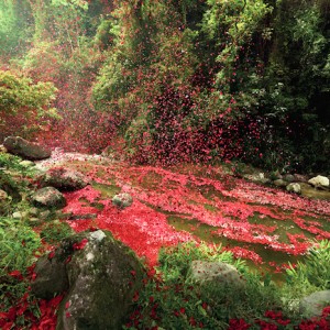 Fotografías de 8 millones de pétalos de flores 