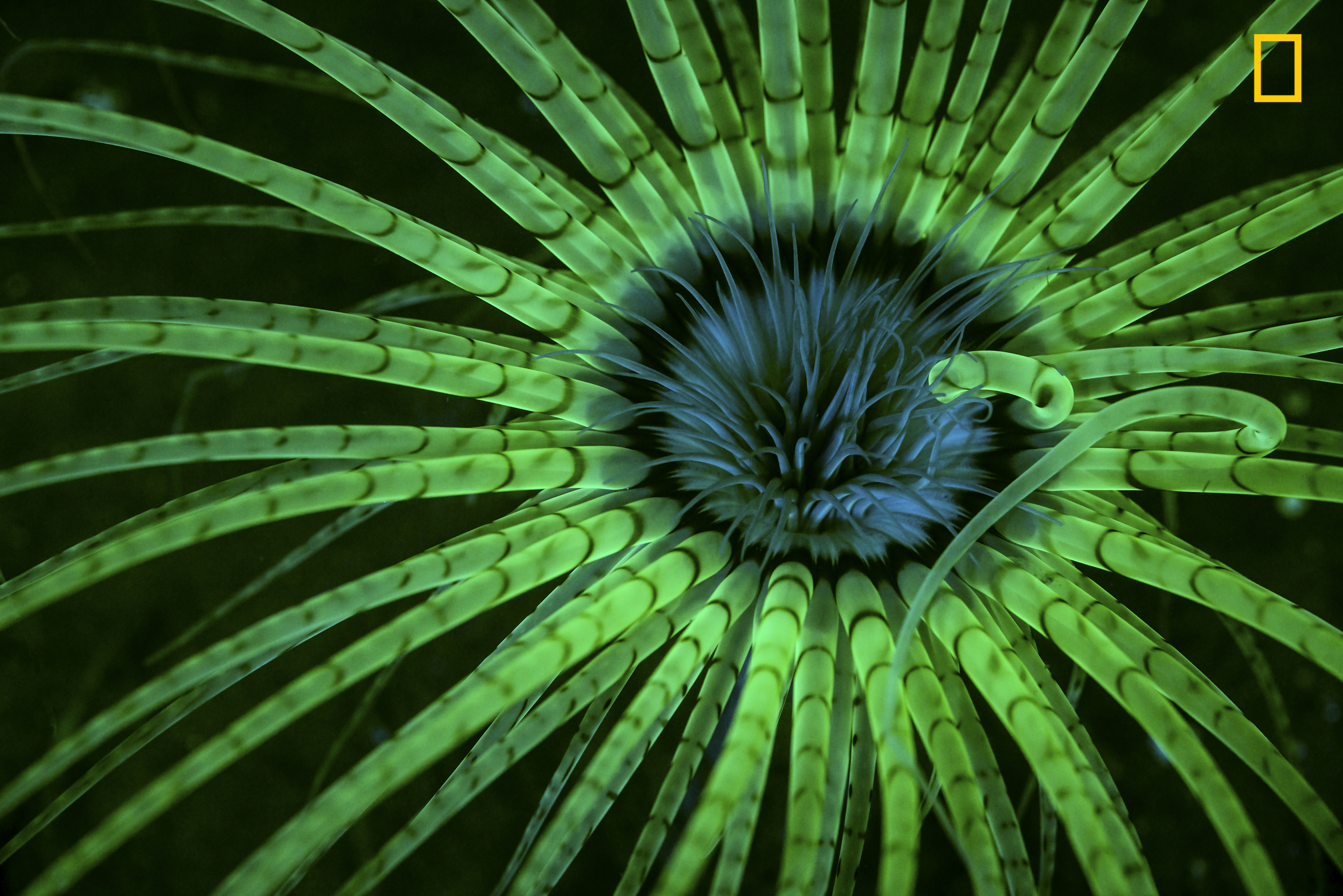 Anémona fluorescente, de Jim Obester, mejro fotografía submarina del National Geographic Nature Photographer of the Year 