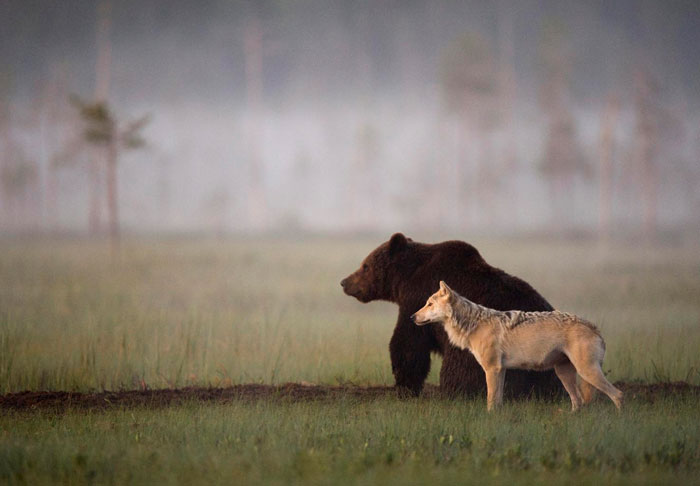 fotos amistad lobo y oso