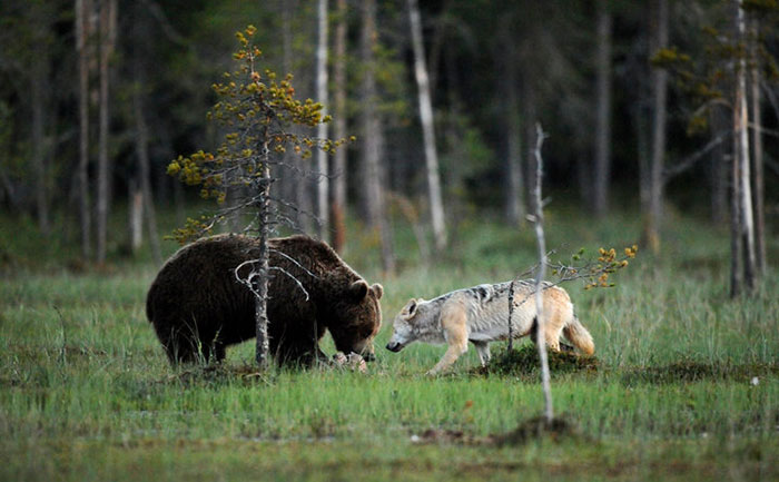fotos amistad lobo y oso
