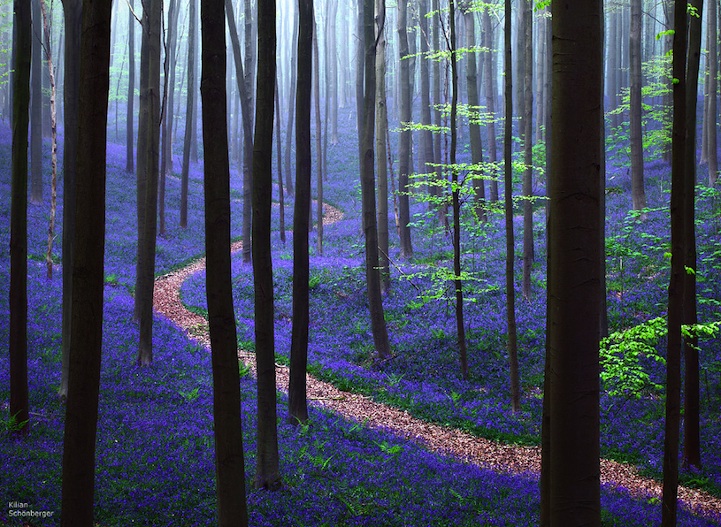 bosque azul