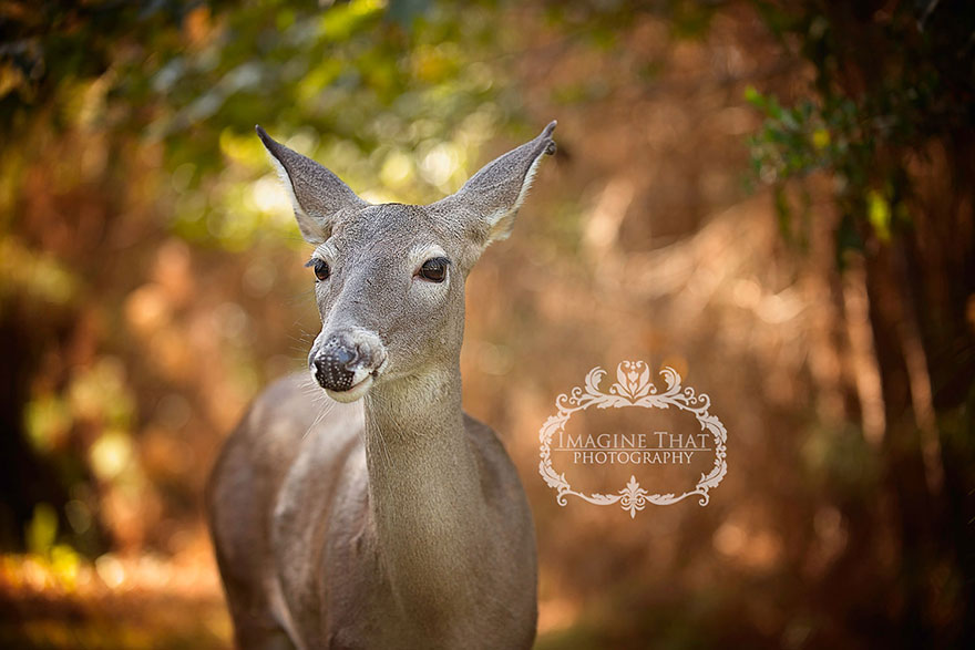 deer-photobombs-baby-photoshoot-maggie-connor-megan-rion-4