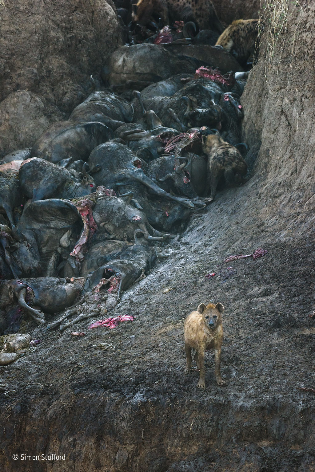 simon-stafford_wildlife-photographer-of-the-year-mammals-winner