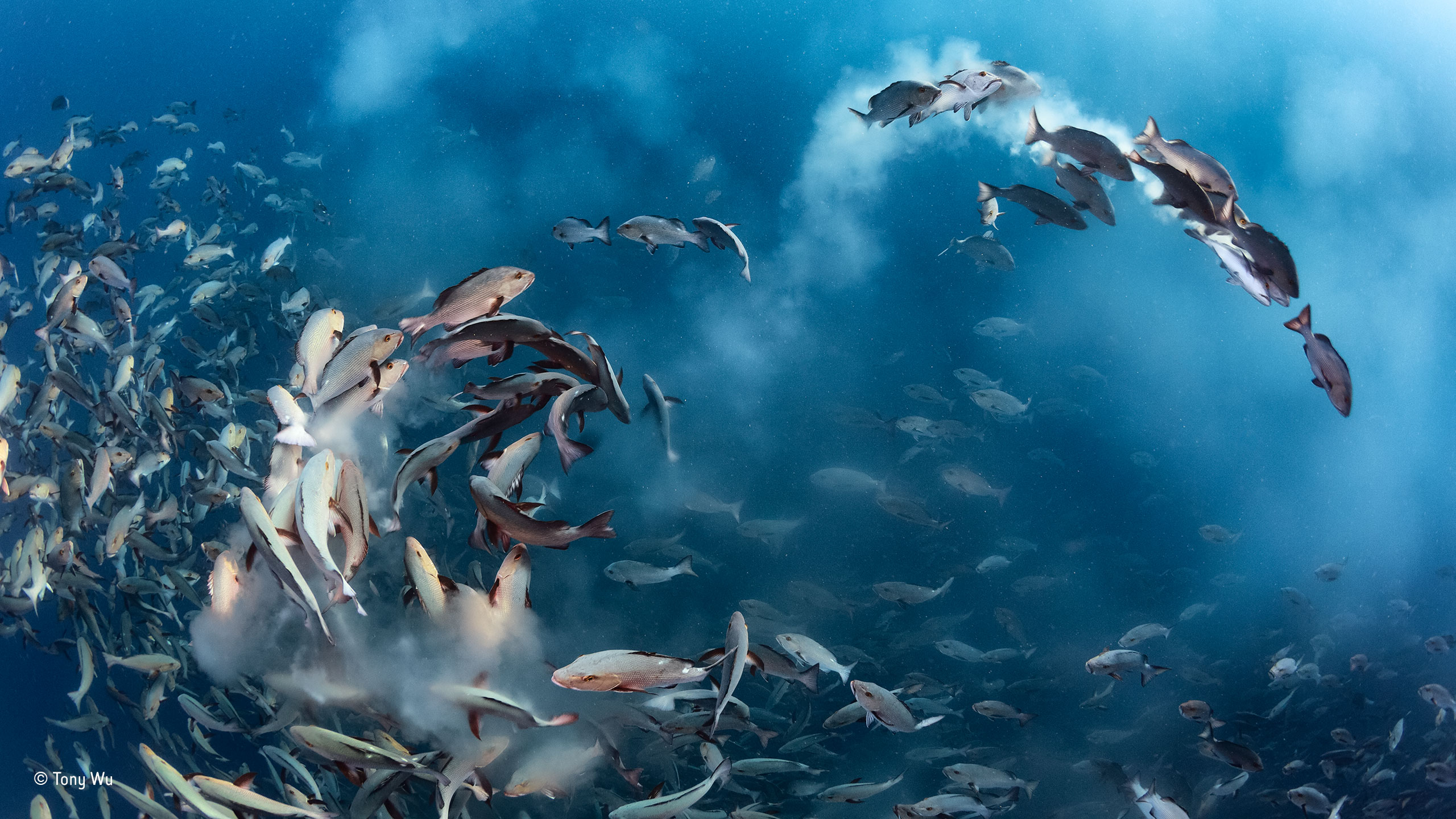 tony-wu_wildlife-photographer-of-the-year_-under-water-winner