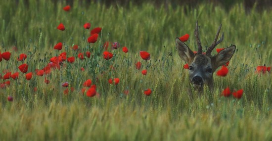 foto ganadora concurso hofmann