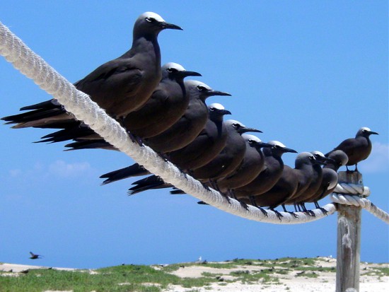 Gran Barrera de Coral (Australia)