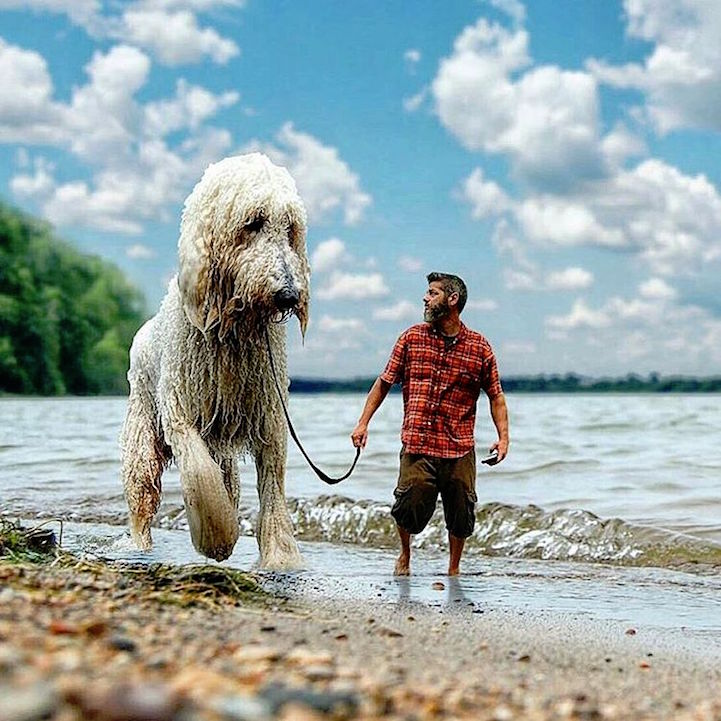 fotos perros gigantes