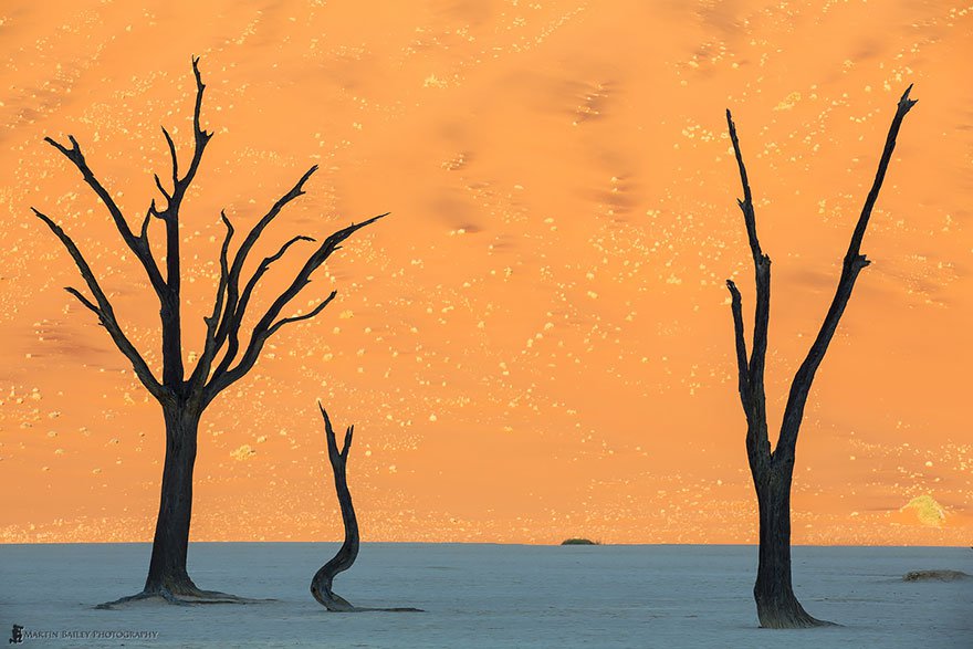 Acacias eriolobas en Namibia