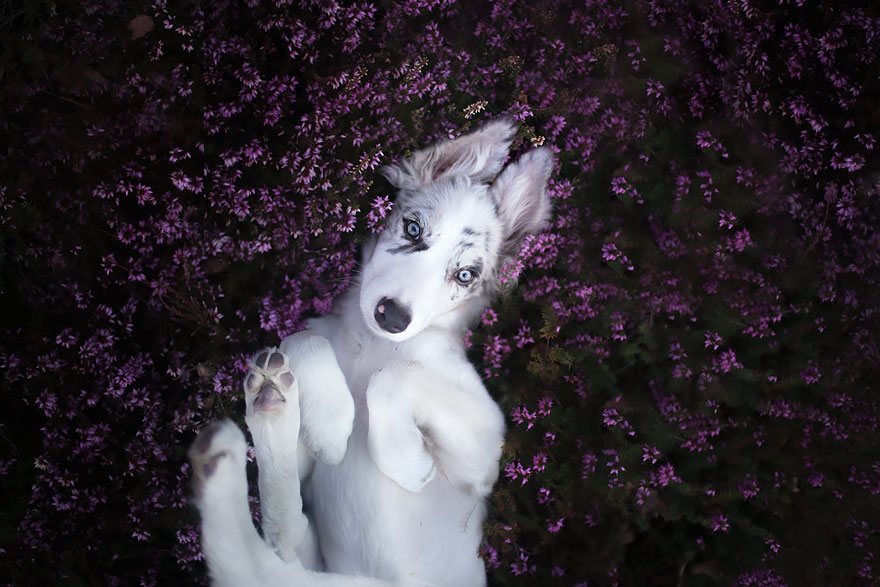 fotos perros
