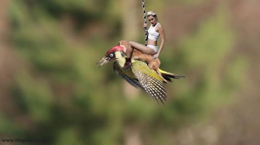 foto comadreja