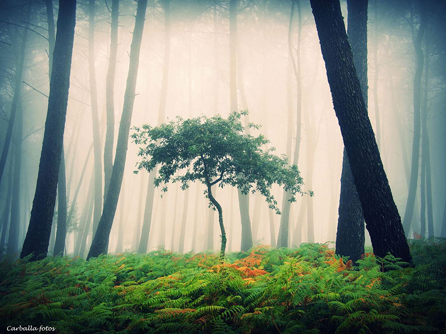 Fotos de bosques gallegos
