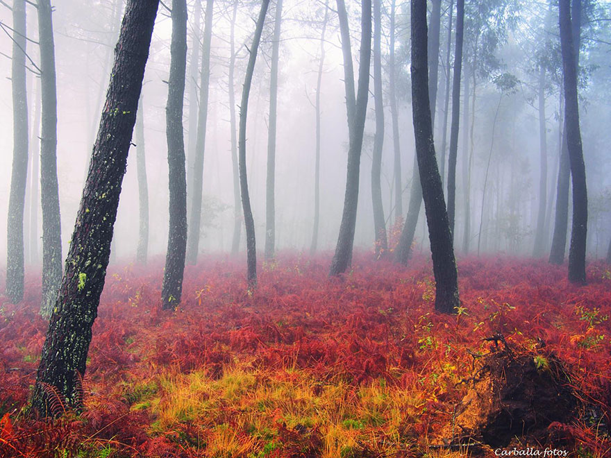 Fotos de bosques gallegos