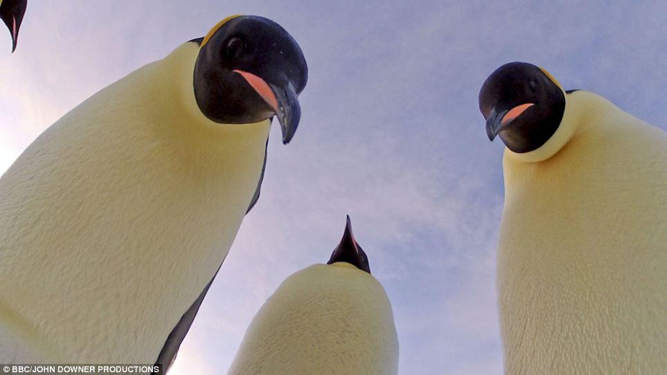 Pinguinos bbc