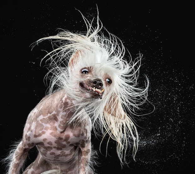 perros agitandose perros agitandose