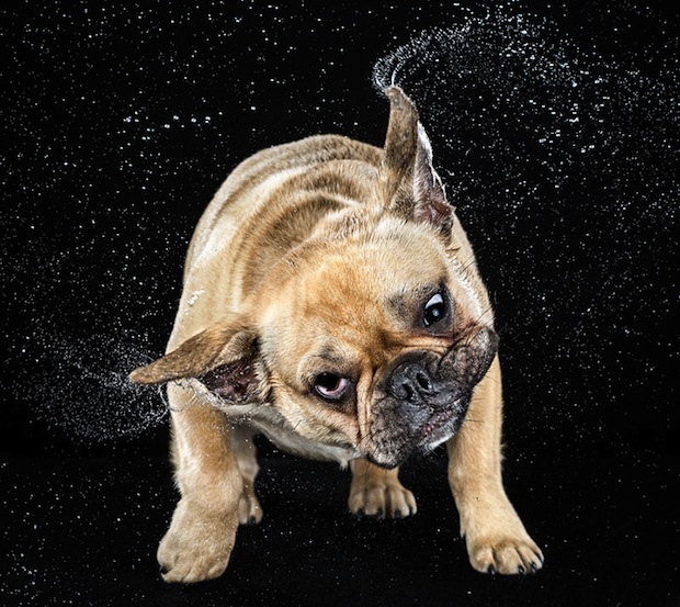 perros agitandose perros agitandose