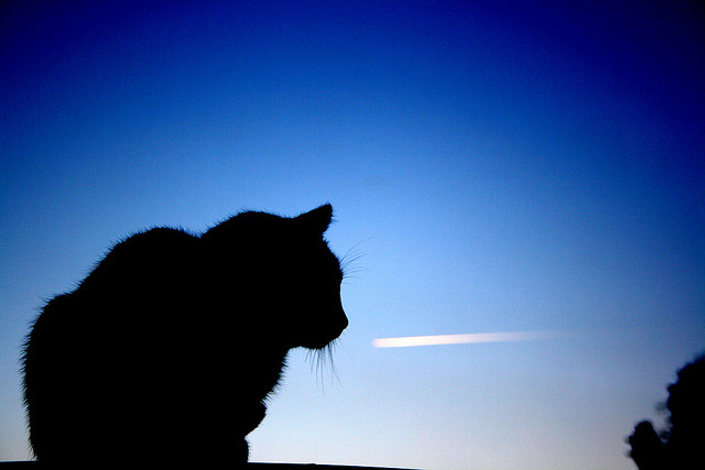 foto silueta