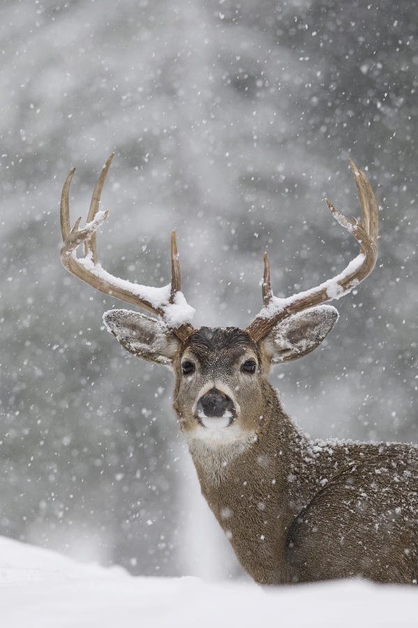 fotos animales en la nieve 
