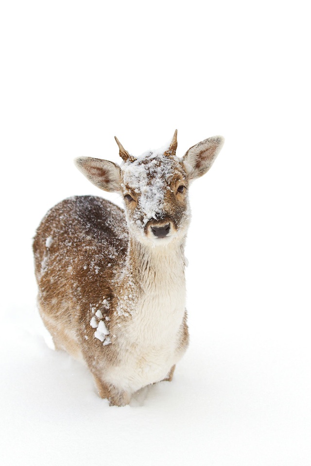 fotos animales en la nieve 