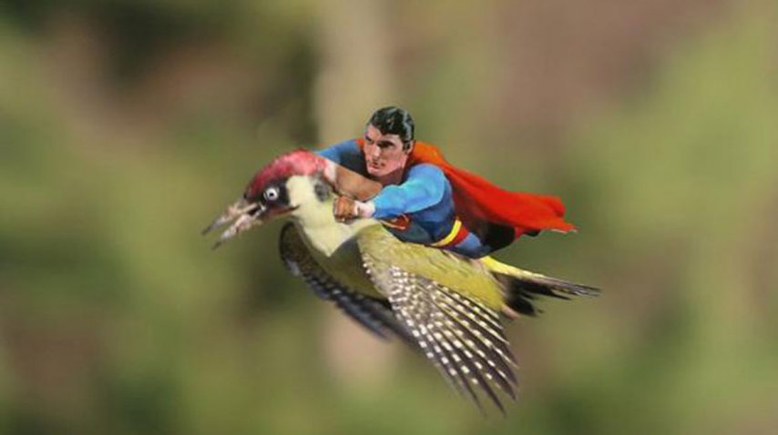 foto comadreja