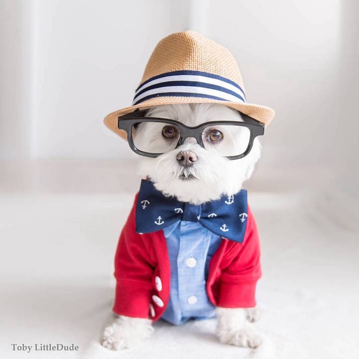 fotos perros hipster 