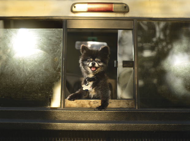 dogs in cars dogs in cars
