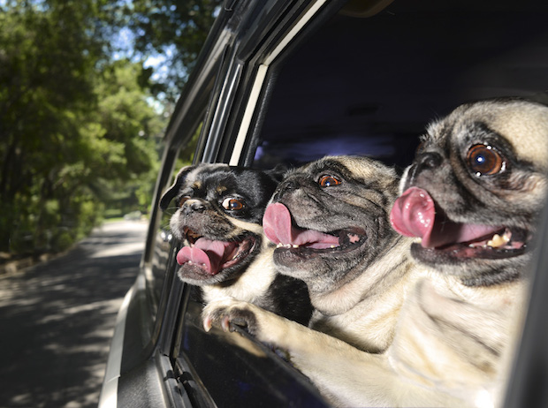 dogs in cars dogs in cars