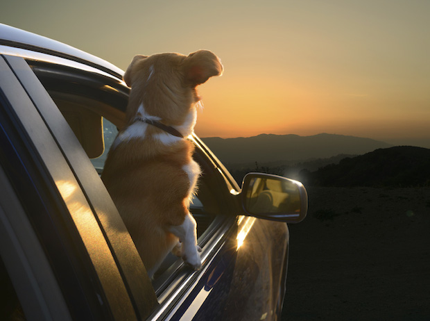 dogs in cars dogs in cars