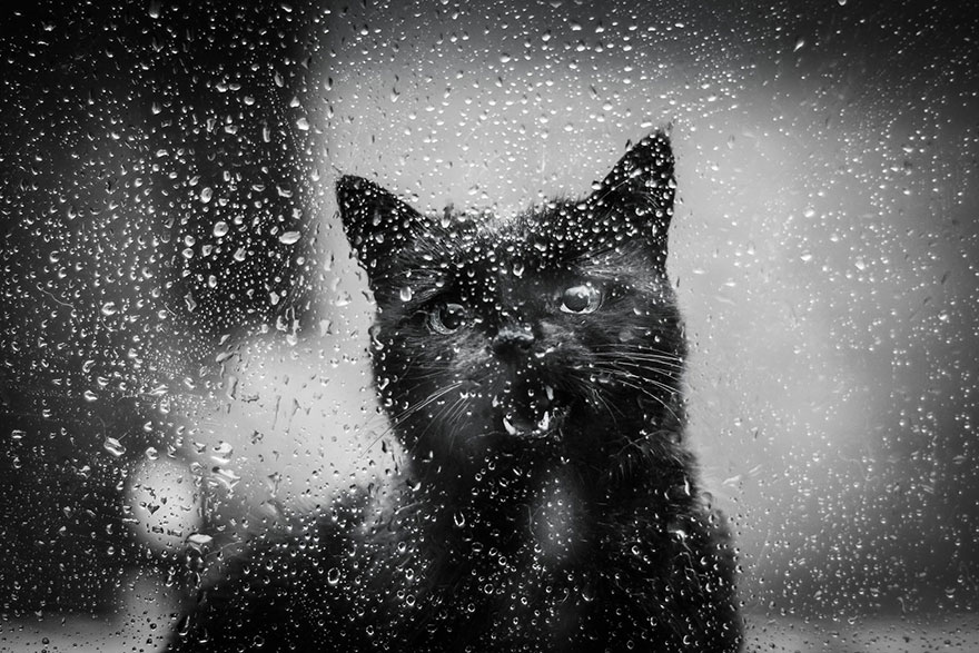 fotos de gatos 