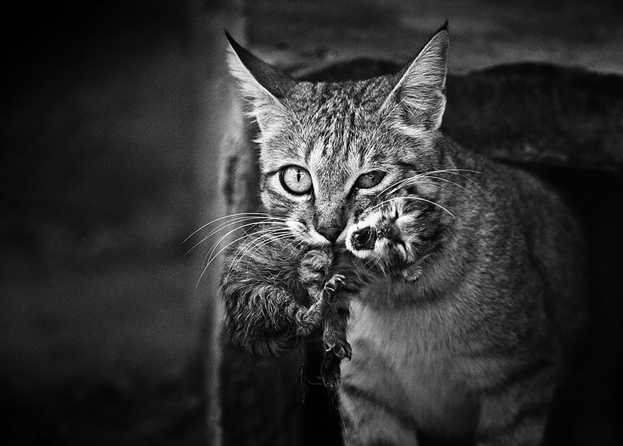 fotos de gatos 