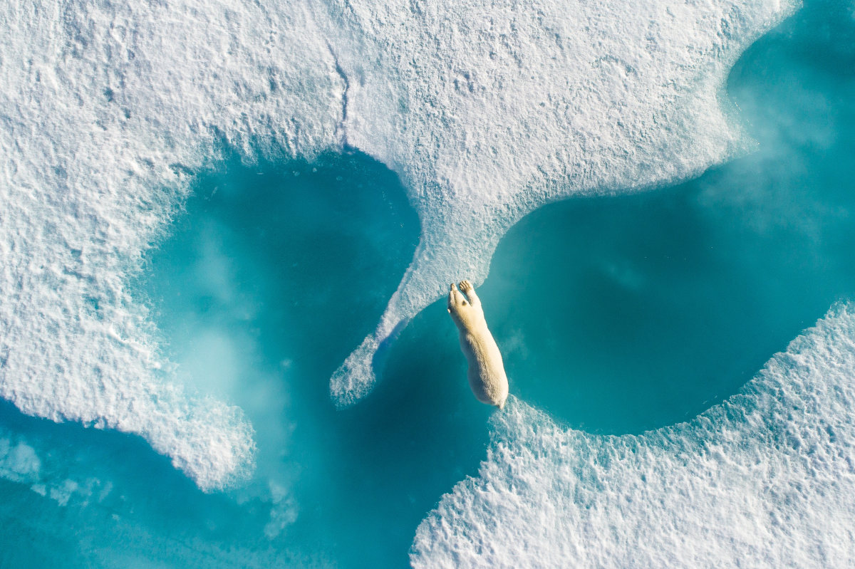 Above the Polar Bear. Fotografía de Florian Ledoux, ganador del gran premio de Skypixel