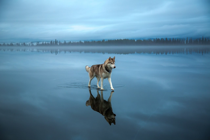 fotos husky sobre lago helado