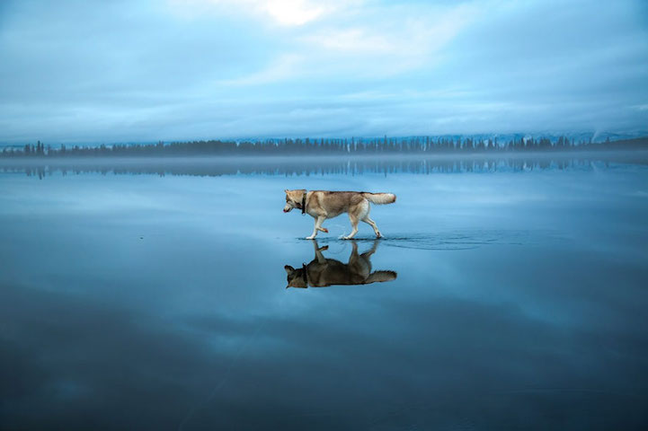 fotos husky sobre lago helado