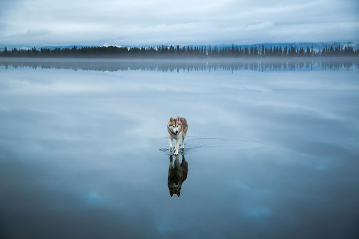 fotos husky sobre lago helado