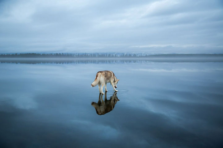 fotos husky sobre lago helado