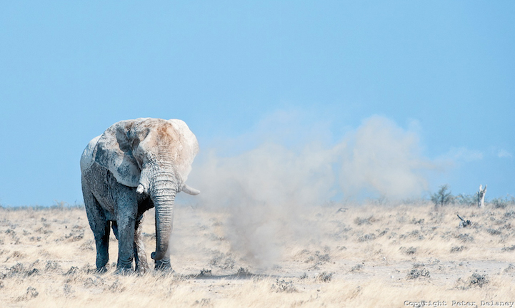 fotos elefantes 
