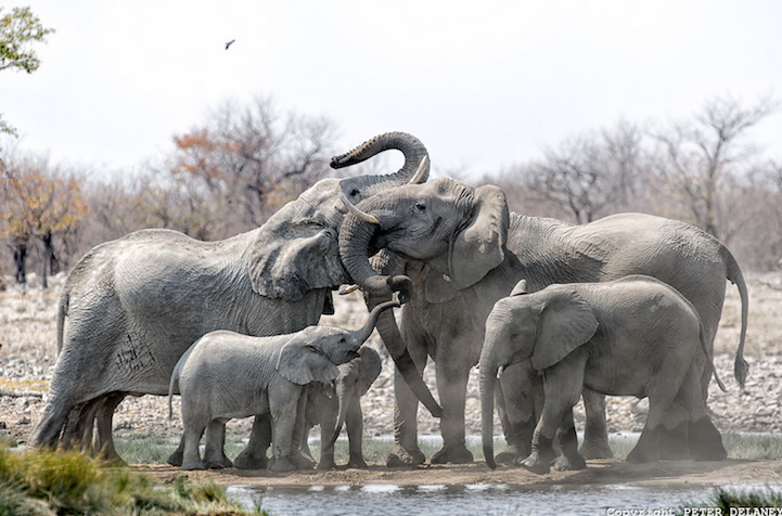 fotos elefantes 