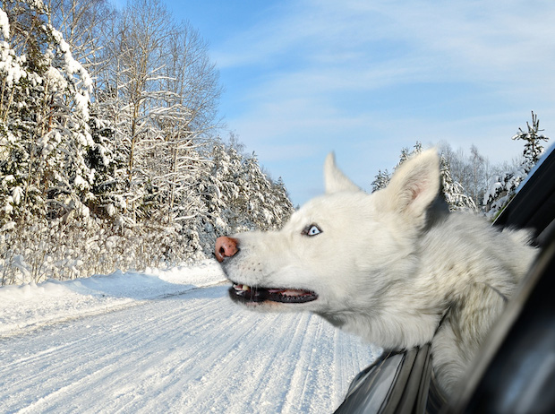 dogs in cars dogs in cars