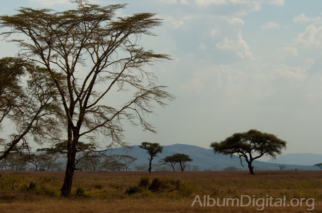 Acacias de Serengueti