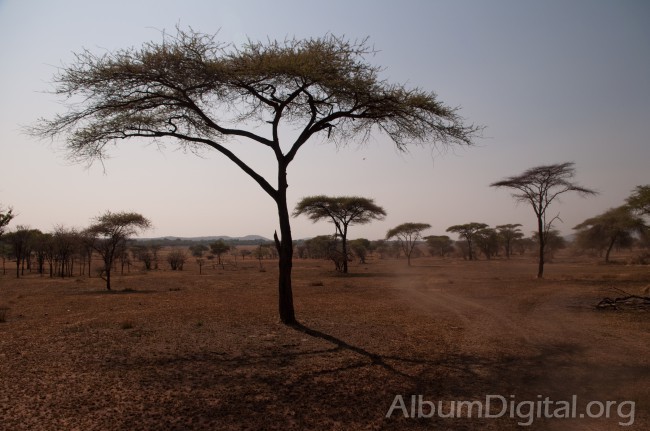 Acacias  en Serengueti