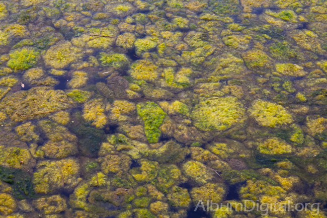 Algas marinas en Portoroz