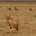 Foto Antilope en Ngorongoro