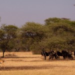 Foto Antilope y ñus en Serengueti