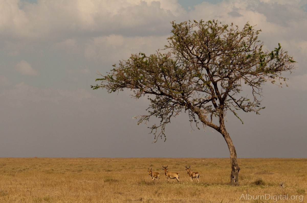 Antilopes bajo la acacia