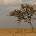 Foto Antilopes bajo la acacia
