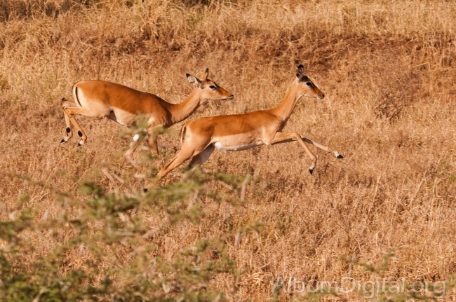 Antilopes corriendo