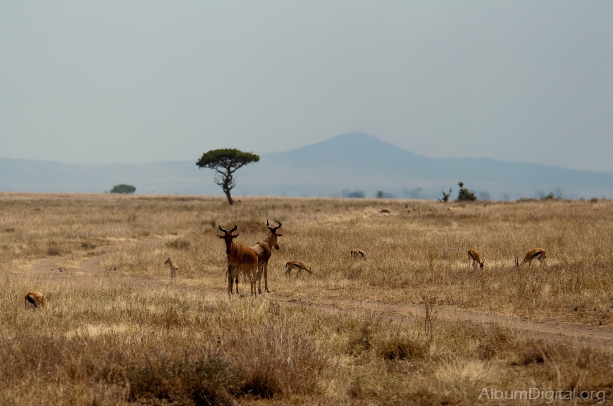 Antilopes en Serengueti