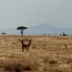 Foto Antilopes en Serengueti