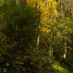 Foto Arboles de otoño en Eslovenia