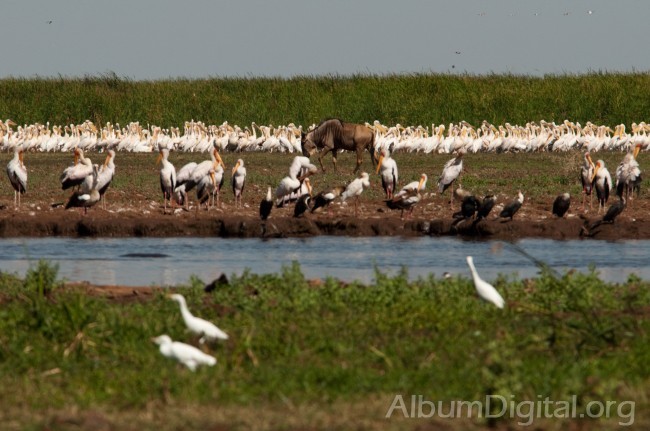 Aves acuaticas del Lago Manyara