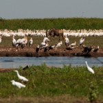 Foto Aves acuaticas del Lago Manyara